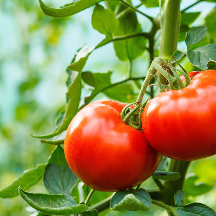 Transplanting Tomato Plants into the Garden