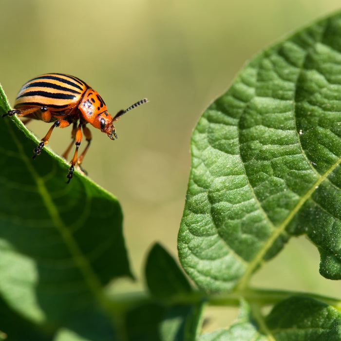Managing Insects in the Garden