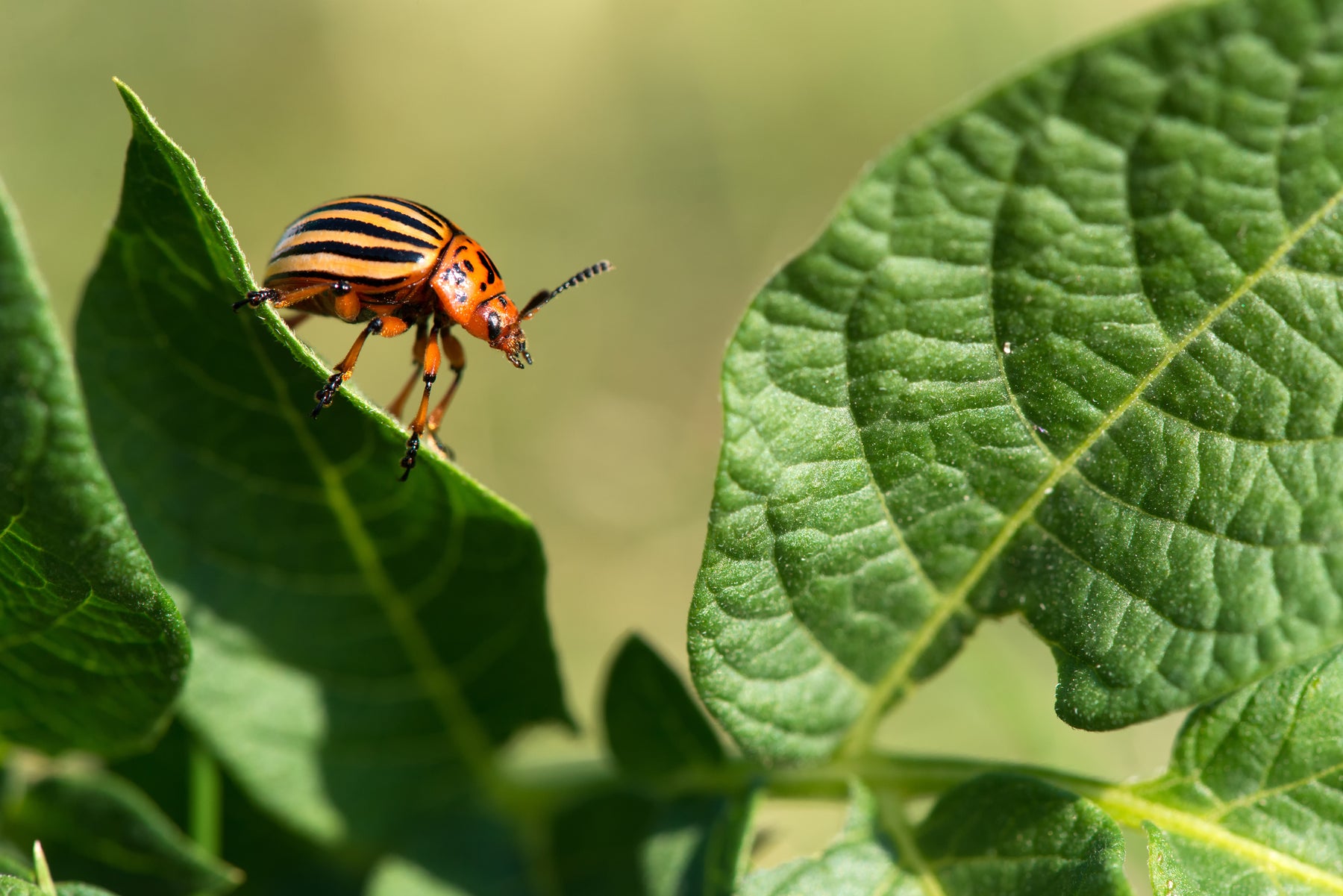 gardening-challenges-beetle