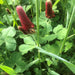Crimson Clover  (1 lb.), Cover Crop Seeds