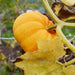 Jack-be-little Pumpkin Seeds