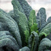 Lacinato Kale Seeds