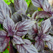 Purple Ruffles Basil Seeds