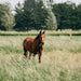 Show Horse Pasture Mixture - A blend of Orchard Grass Seed Timothy Grass Seed, Perennial Rye Grass, Kentucky Bluegrass Seed, and Duo Festulolium. Excellent For Hay and Grazing.