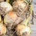 Walla-Walla Onion Seeds
