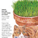 Cat Grass Oats