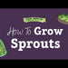 Sprouting Seeds - Alfalfa