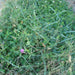 Lowland Pasture Mixture Seeds (50 Lb)