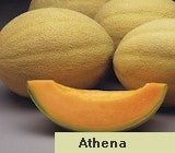 Sliced Athena Hybrid Cantaloupe grown from seed on a grey background.