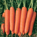 Kuroda Carrot Seeds