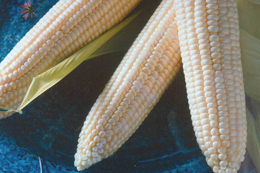Three ears of Argent White Sweet corn on a blue plate.