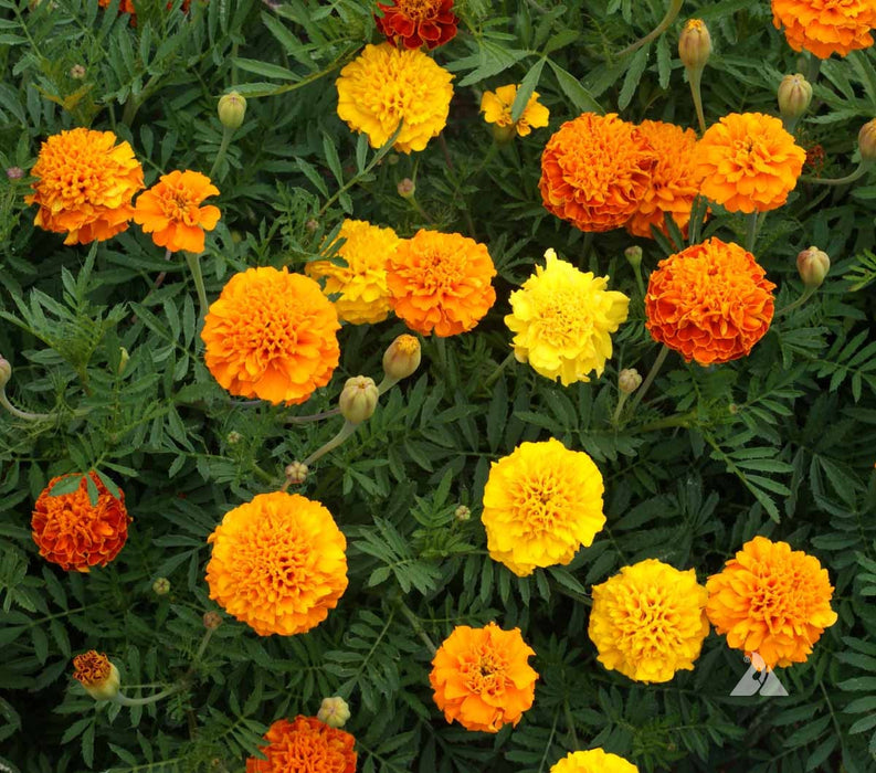 French Dwarf Mixed Marigold Seeds