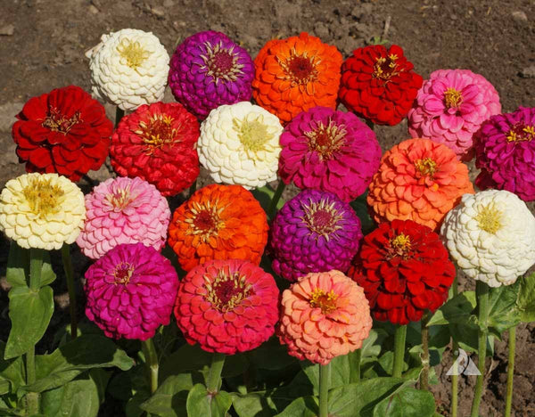 Lilliput Double Zinnia Seed Mix | Rohrer Seeds