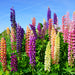 Russel Mix Lupine Seeds