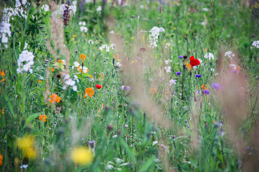 A perennial wildflower meadow containing numerous blooming plants. 