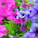 Great Lakes Wave Petunia (10 Seeds/Pkt)