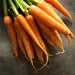 Nantes Carrot Seeds