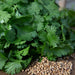 Organic Coriander / Cilantro Seeds USDA (100 Seeds)