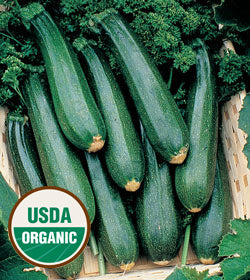 Organic Zucchini Seeds - USDA Black Beauty (25 Seeds)