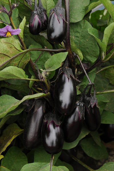 Turkish Eggplant heirloom/op Seeds: Scarlet Eggplant Seeds 