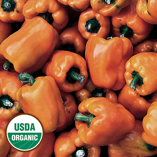 Orange Sweet Bell Pepper Rohrer Seeds