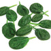 Olympia Hybrid Spinach Seeds