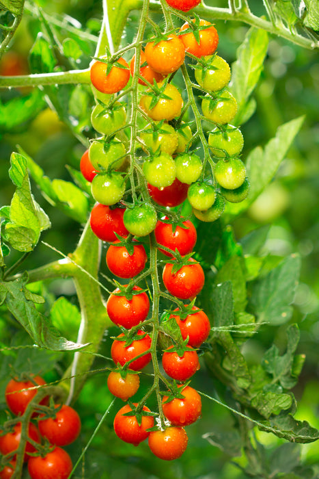 Supersweet 100 Hybrid Tomato Seeds (Pkt)