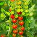 Supersweet 100 Hybrid Tomato Seeds (Pkt)