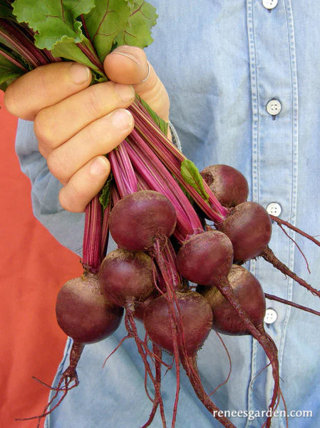 Baby Ball Beets grown from seed being held in a bunch with greens.