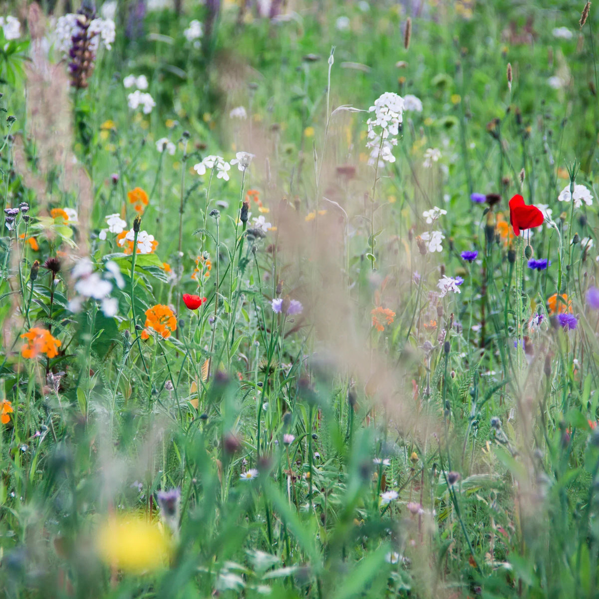 Create Your Own Native Wildflower Meadow! — Rohrer Seeds