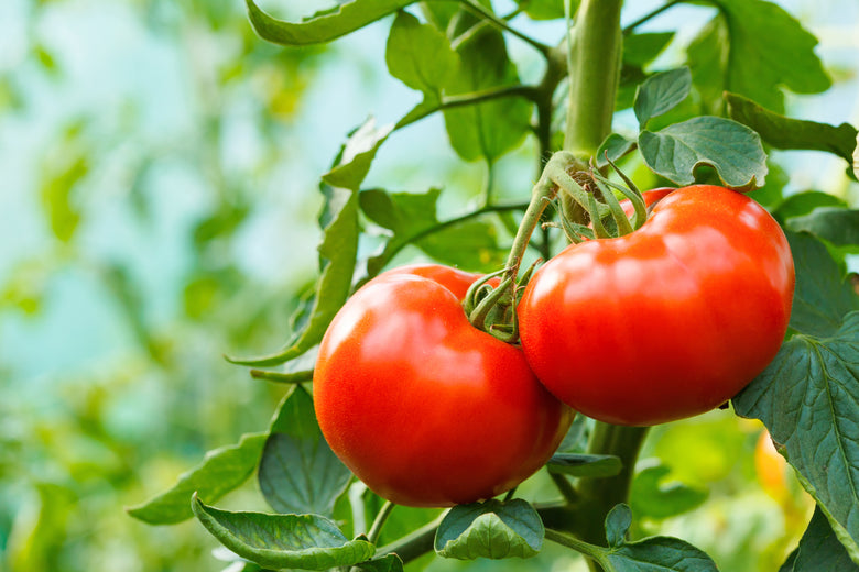 Transplanting Tomato Plants into the Garden