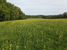 Top 8 Ways that Cover Crops Improve Soil Health