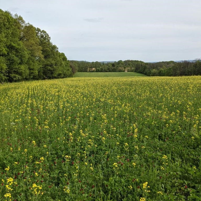 Top 8 Ways that Cover Crops Improve Soil Health
