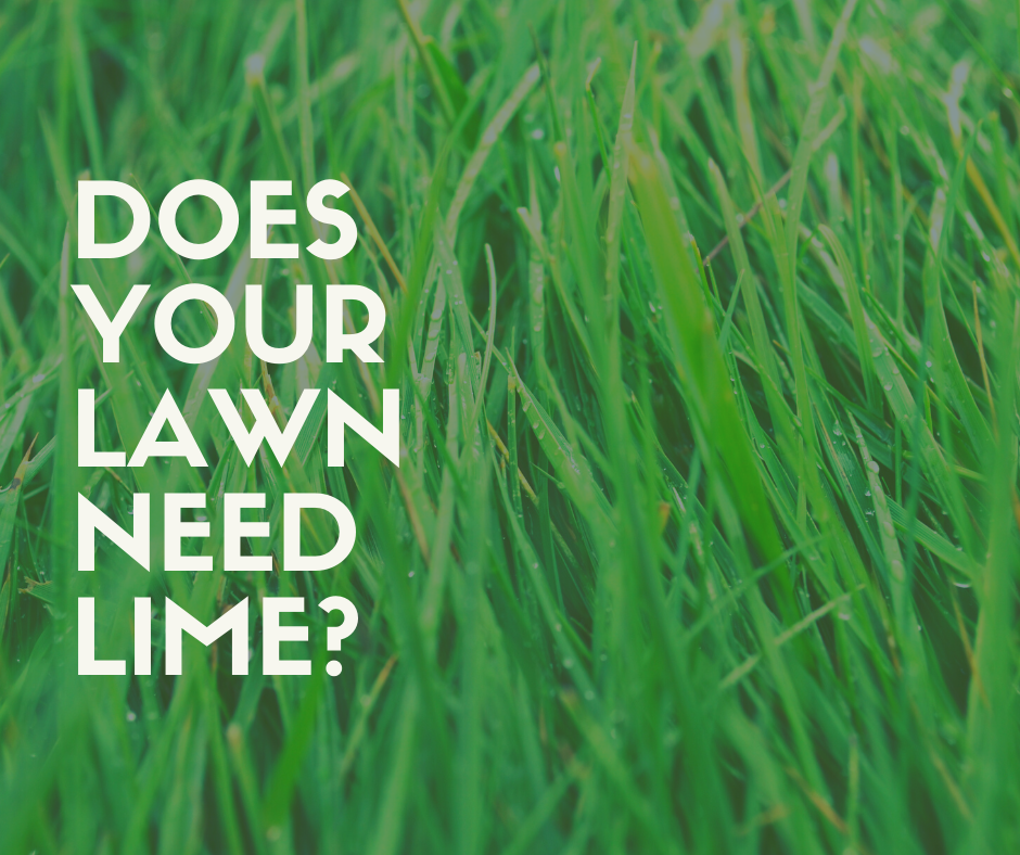 Applying Lime to Your Lawn