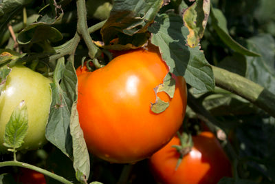 Tomatoes - Determinate or Indeterminate? That is the question.