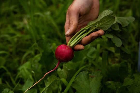 8 Great Vegetables for Your Fall Garden