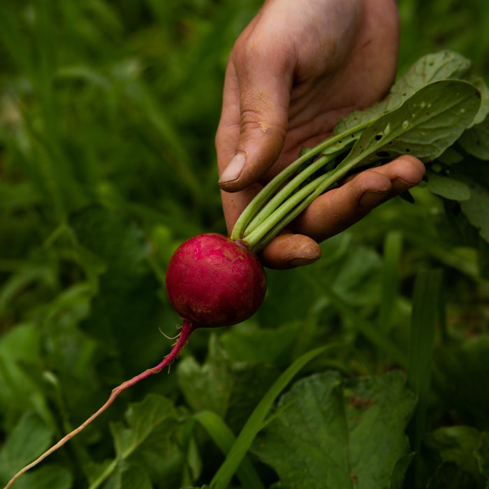 8 Great Vegetables for Your Fall Garden