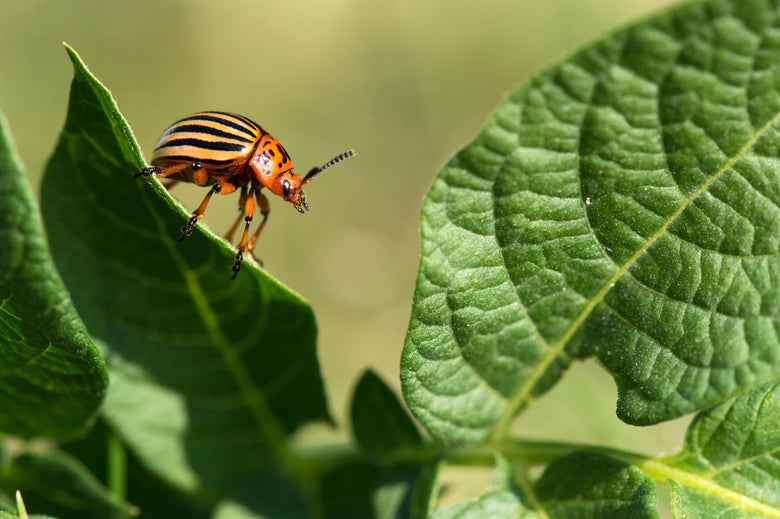 Managing Insects in the Garden