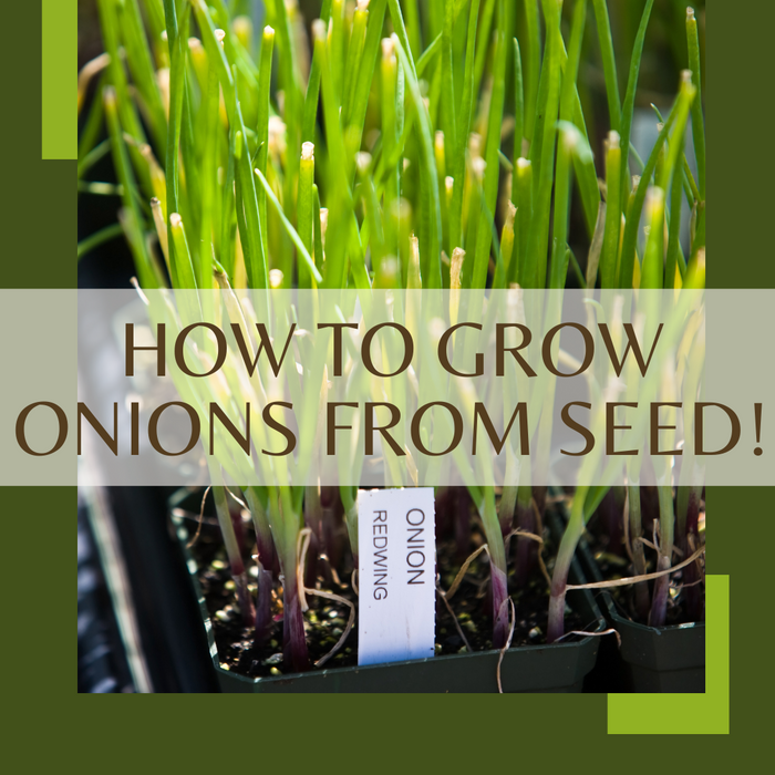 Grow the Best Onions: Expert Tips and Tricks