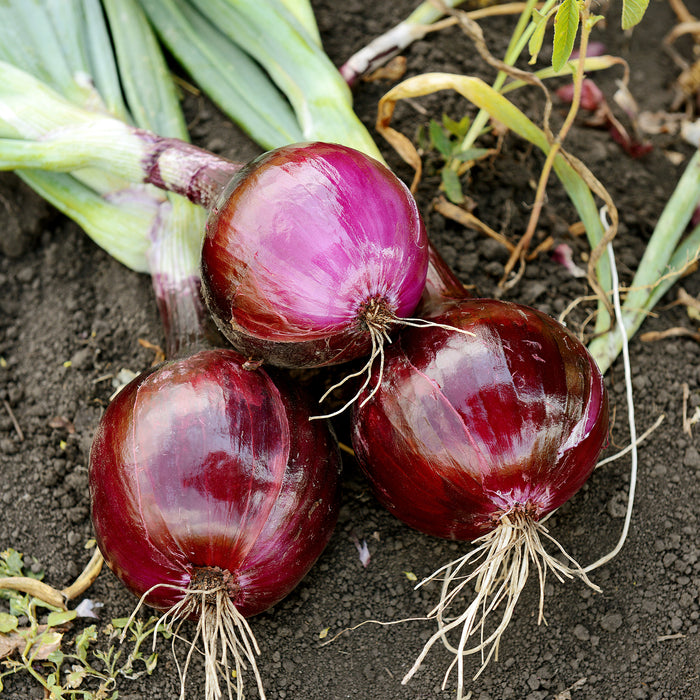 Growing Onions from Seed, Set, or Plant