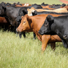 Which Pasture Grass is Best for Your Farm?