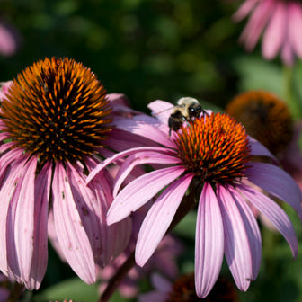 10 Great Pollinator Plants You Can Grow from Seed