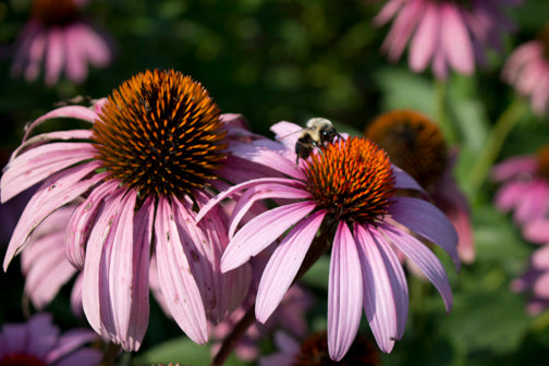 10 Great Pollinator Plants You Can Grow from Seed