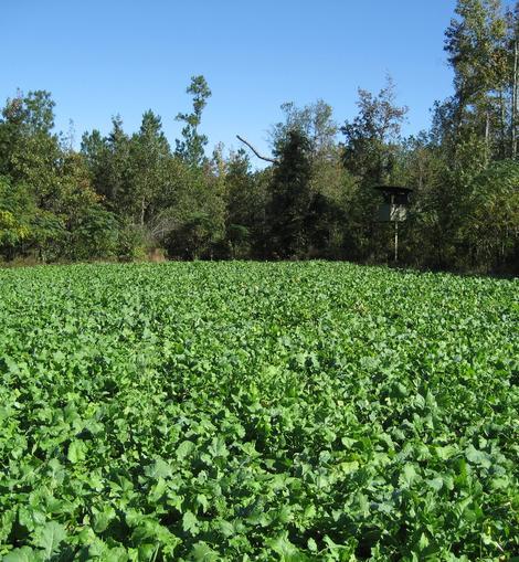 Environmental Benefits of Wildlife Food Plots