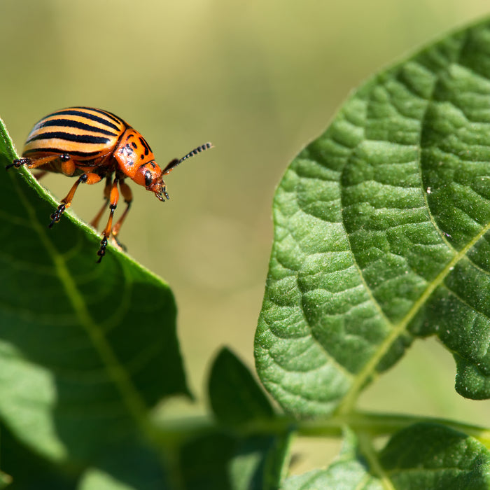 gardening-challenges-beetle