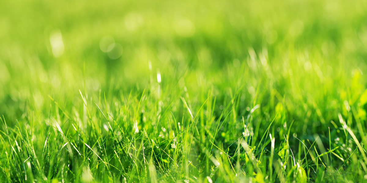 What Kind of Grass Seed Should I Plant? — Rohrer Seeds