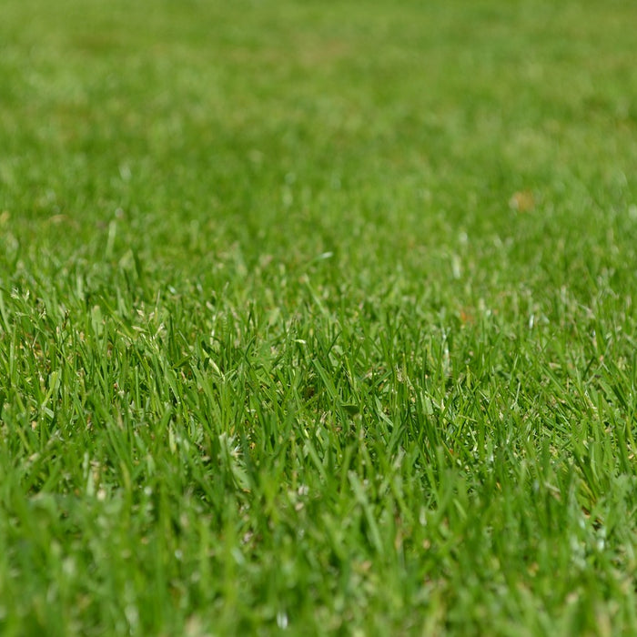 FAQs and Answers About Grass Seed