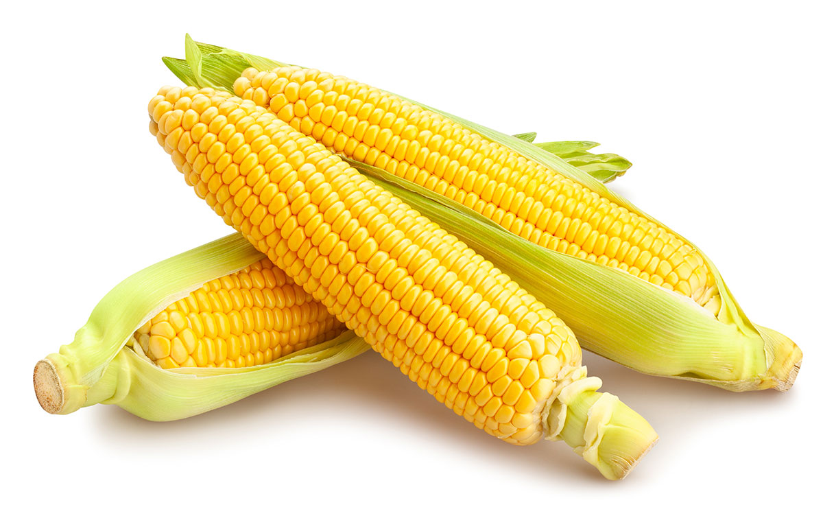 Fertilize Sweetest Sweet Corn at Home from Seeds — Rohrer Seeds