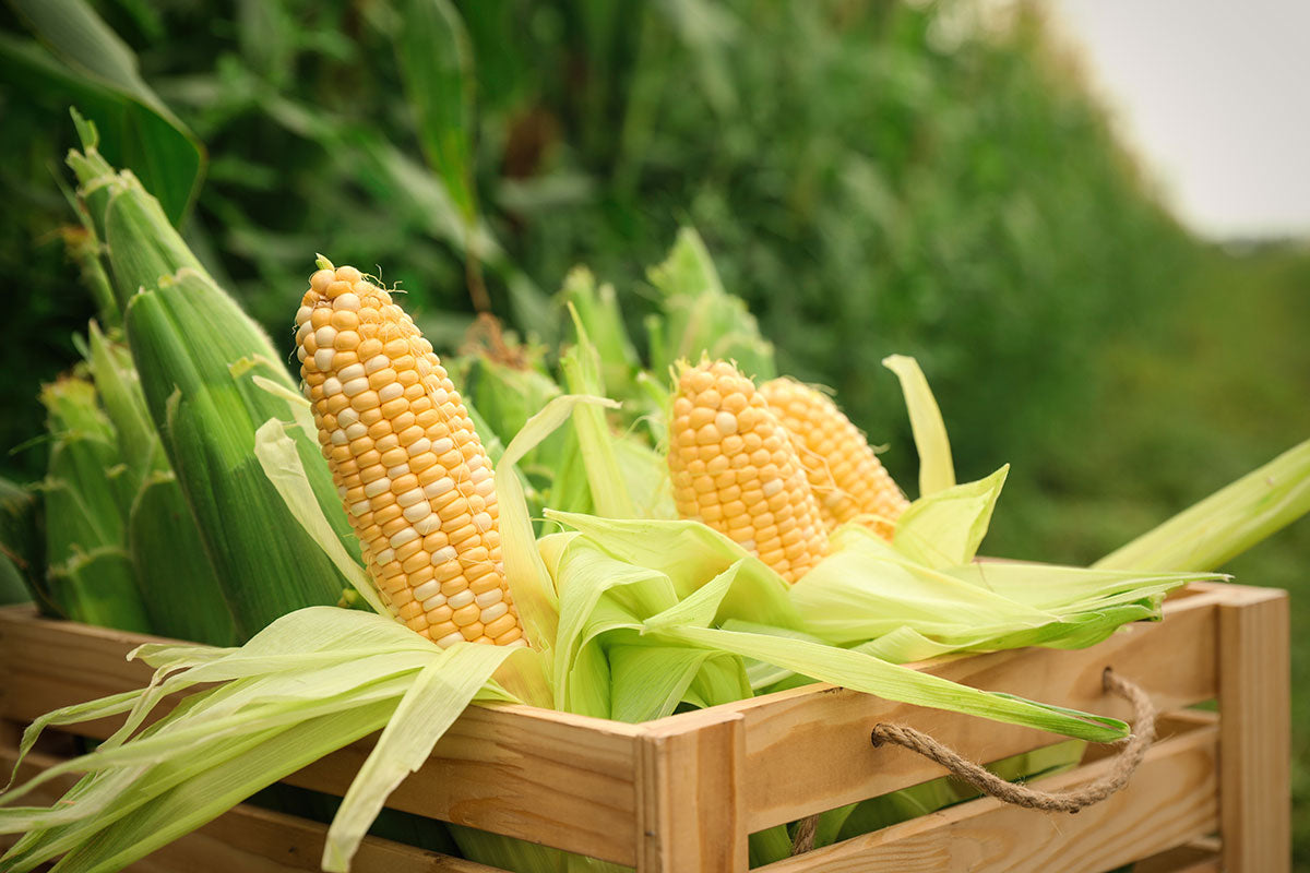 how to grow sweet corn from seed