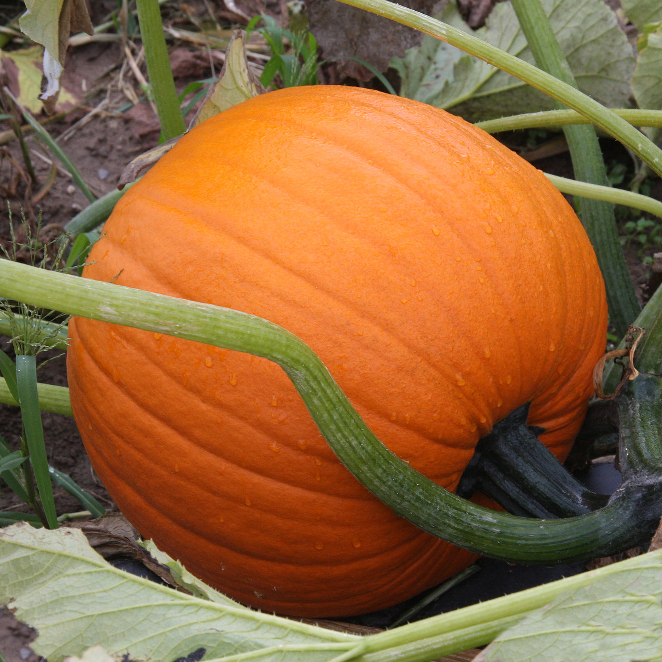 Pumpkin Seeds